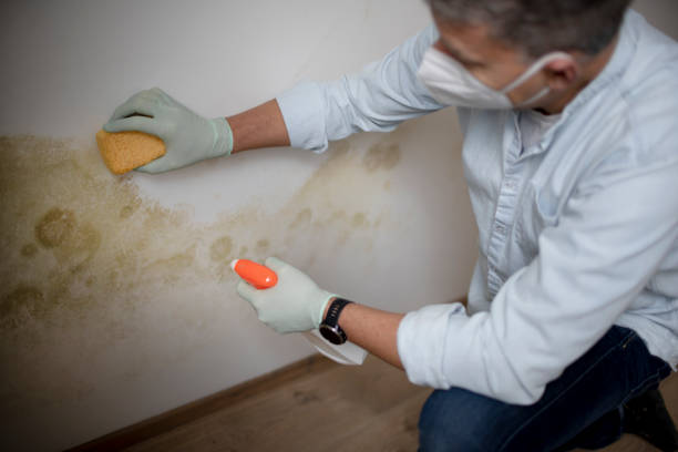 Best Bathroom Mold Remediation in USA